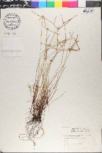 Kyllinga pumila image