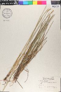 Eleocharis cellulosa image