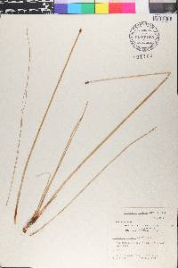 Eleocharis montana image