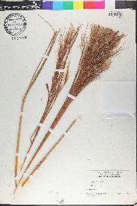 Andropogon bicornis image