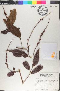 Coccoloba acuminata image