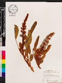 Lupinus diffusus image