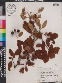 Malus angustifolia image