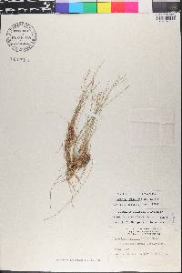 Eleocharis geniculata image