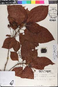 Pittoniotis trichantha image