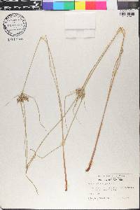 Cyperus polystachyos image