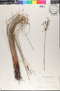 Fimbristylis thermalis image