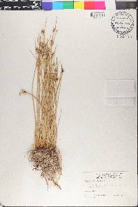 Cyperus laevigatus image
