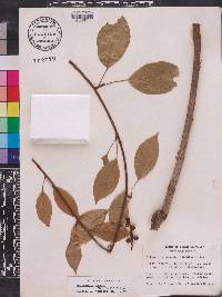 Schisandra glabra image