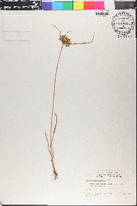 Cyperus polystachyos image