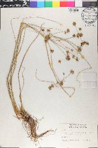 Cyperus elegans image