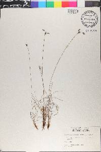 Bulbostylis vestita image