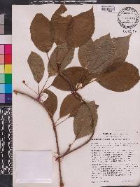 Schisandra glabra image