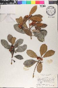 Ternstroemia tepezapote image