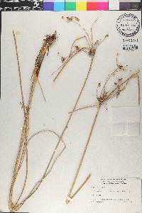 Cyperus elegans image