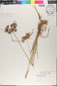Cyperus polystachyos image