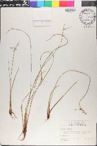 Cyperus haspan image