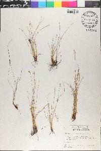 Abildgaardia monostachya image