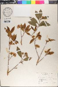 Eugenia involucrata image
