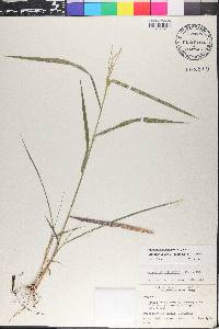 Leptochloa panicea subsp. mucronata image