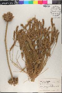 Merostachys multiramea image