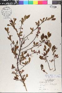 Vaccinium virgatum image