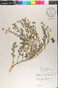 Solanum umbelliferum image