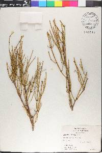 Ephedra viridis image