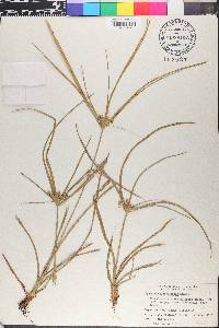 Cyperus pseudovegetus image