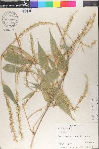 Chusquea virgata image