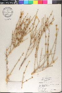 Ephedra torreyana image