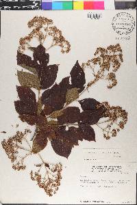 Machaonia rotundata image