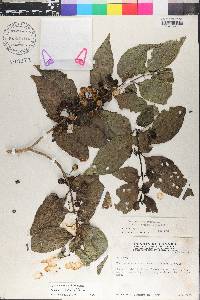 Solanum rudepannum image