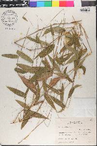 Panicum sellowii image