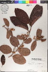 Davilla kunthii image