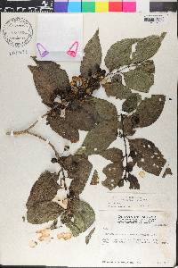 Solanum rudepannum image