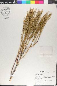 Ephedra viridis image