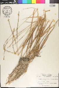Elymus alaskanus image