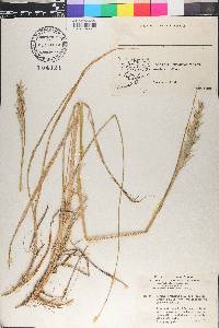 Leymus mollis subsp. villosissimus image