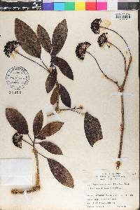 Dendropanax nutans image