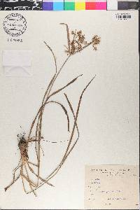 Cyperus pilosus image