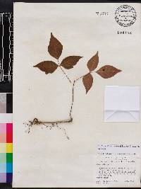 Toxicodendron radicans subsp. radicans image