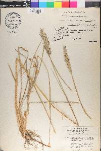 Leymus mollis subsp. villosissimus image