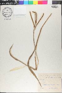 Paspalum scrobiculatum image