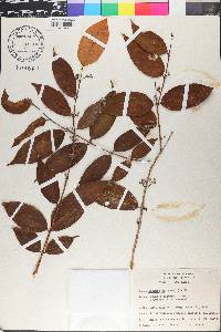 Eugenia disticha image