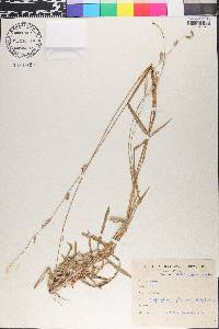 Paspalidium flavidum image