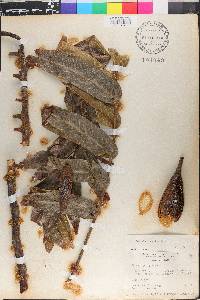 Cedrela fissilis image