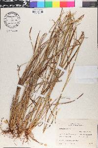 Paspalum rojasii image