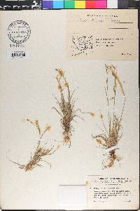 Carex krausei image