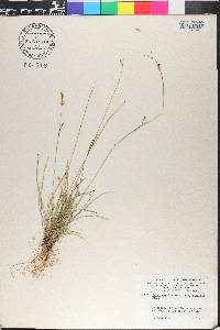 Carex capillaris image